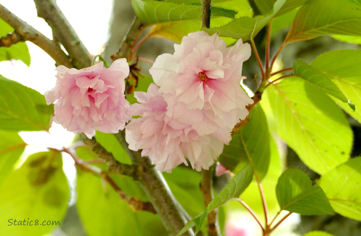 Kanzan Cherry blossoms hanging from the tree