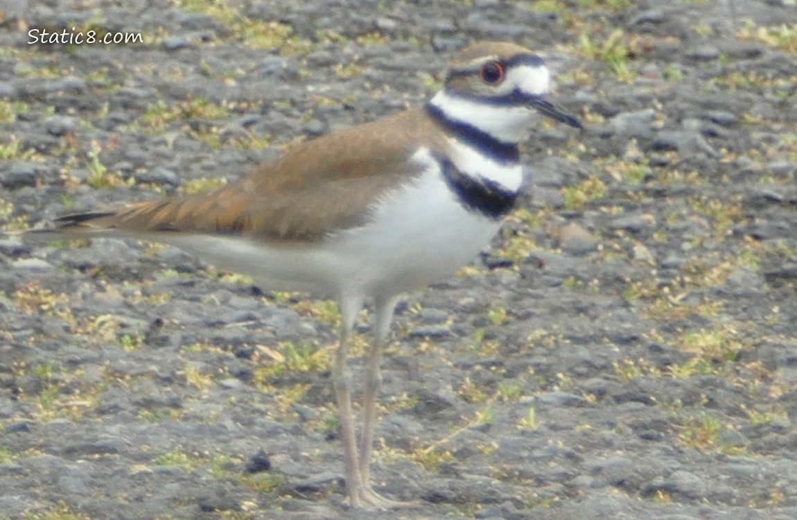 Killdeer standing on the pavement