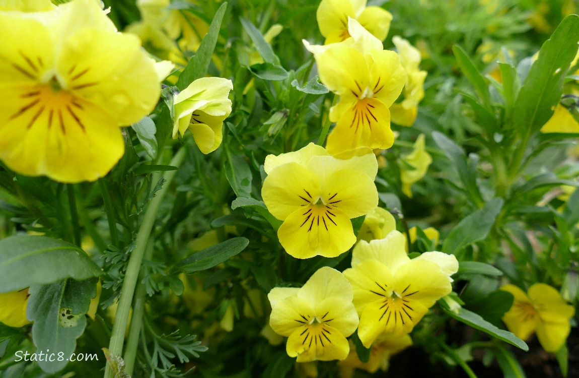 Yellow Pansy blooms