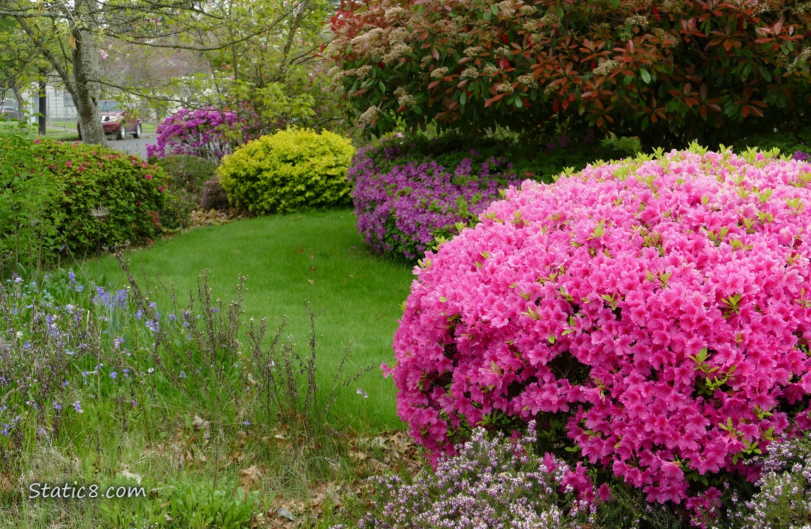 Bushes of Rhododendrons in pink and purple