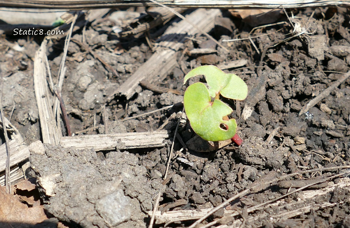 Buckwheat seedling growing in the dirt