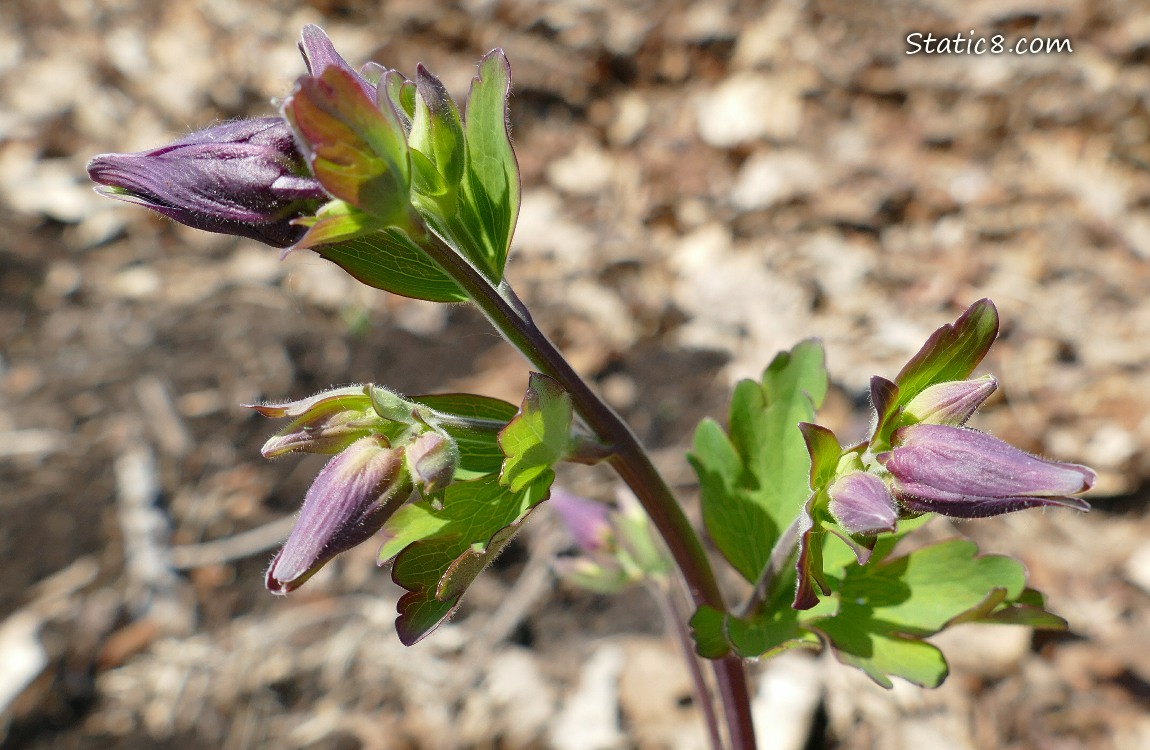 Columbine buds