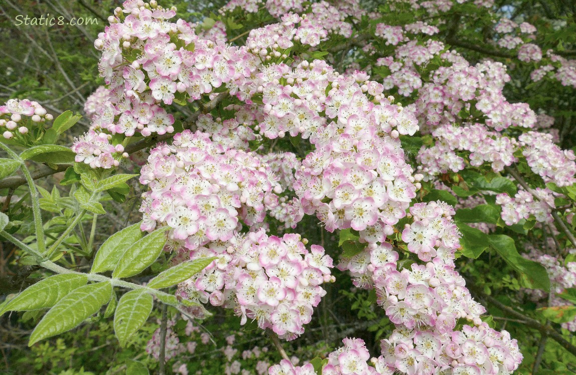 Hawthorn blooms on the tree