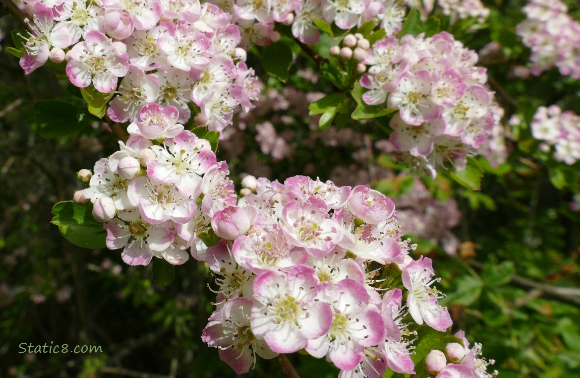 Hawthorn blooms on the tree