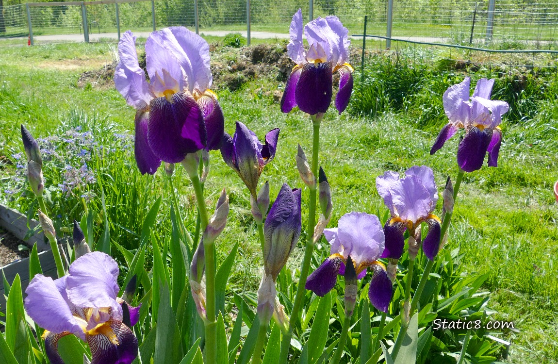 Purple Iris blooms in front of grass