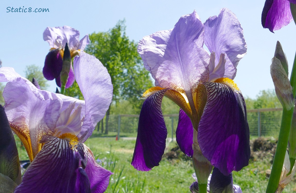 Purple Irises in front of the blue sky
