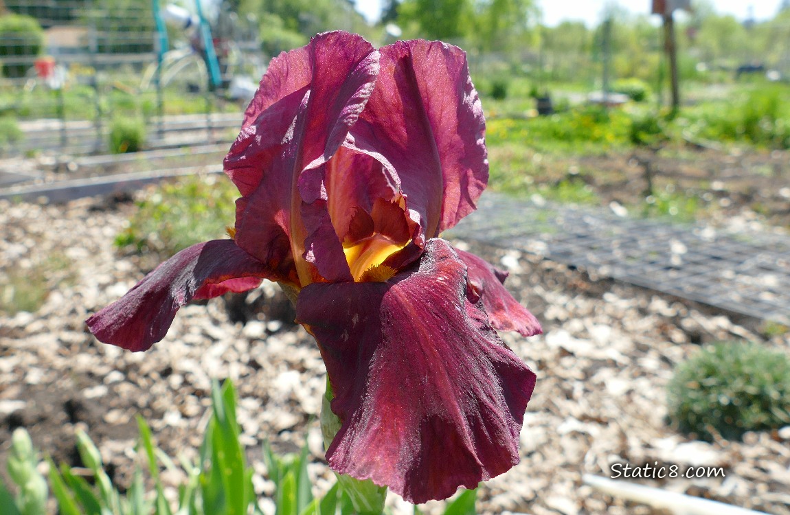 Red Iris bloom in front of garden plots covered with leaf mulch