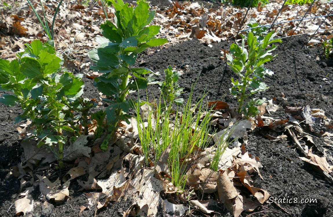 Clump of Leek seedlings growing in front of Fava Bean plants