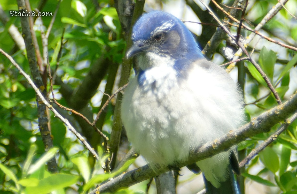 Scrub Jay standing on a stick with green leaves behind