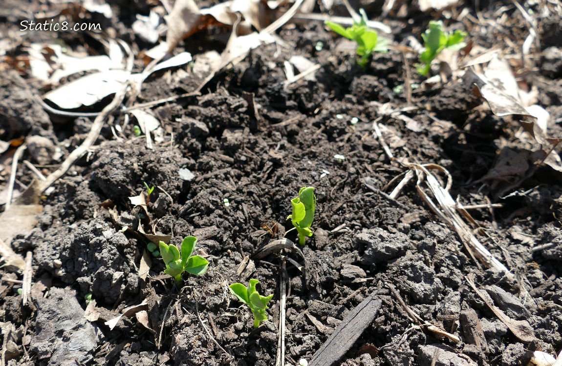 Snap Pea seedlings emerging from the dirt