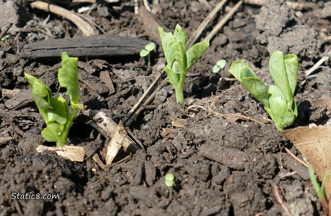 Snap Pea seedlings emerging from the dirt