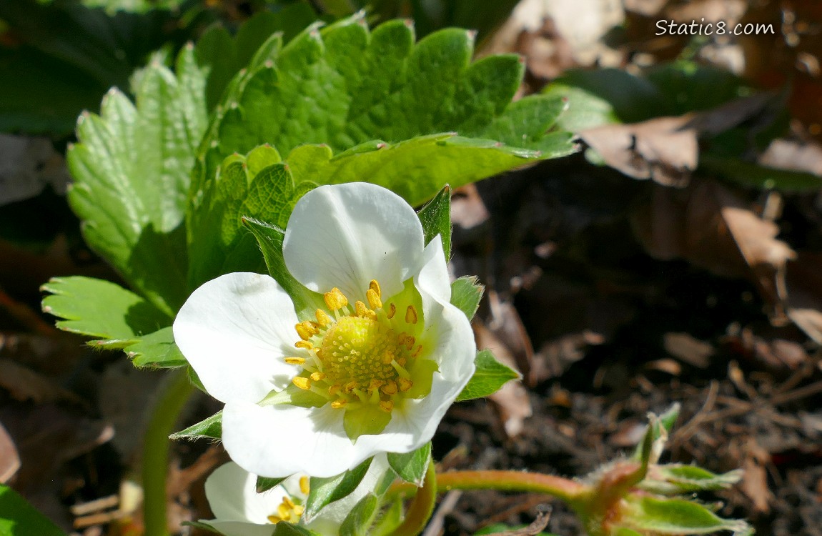 Strawberry bloom next to green leaves