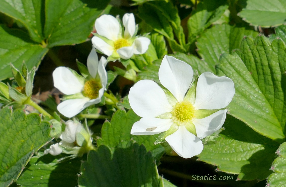 Strawberry blossoms and green leaves