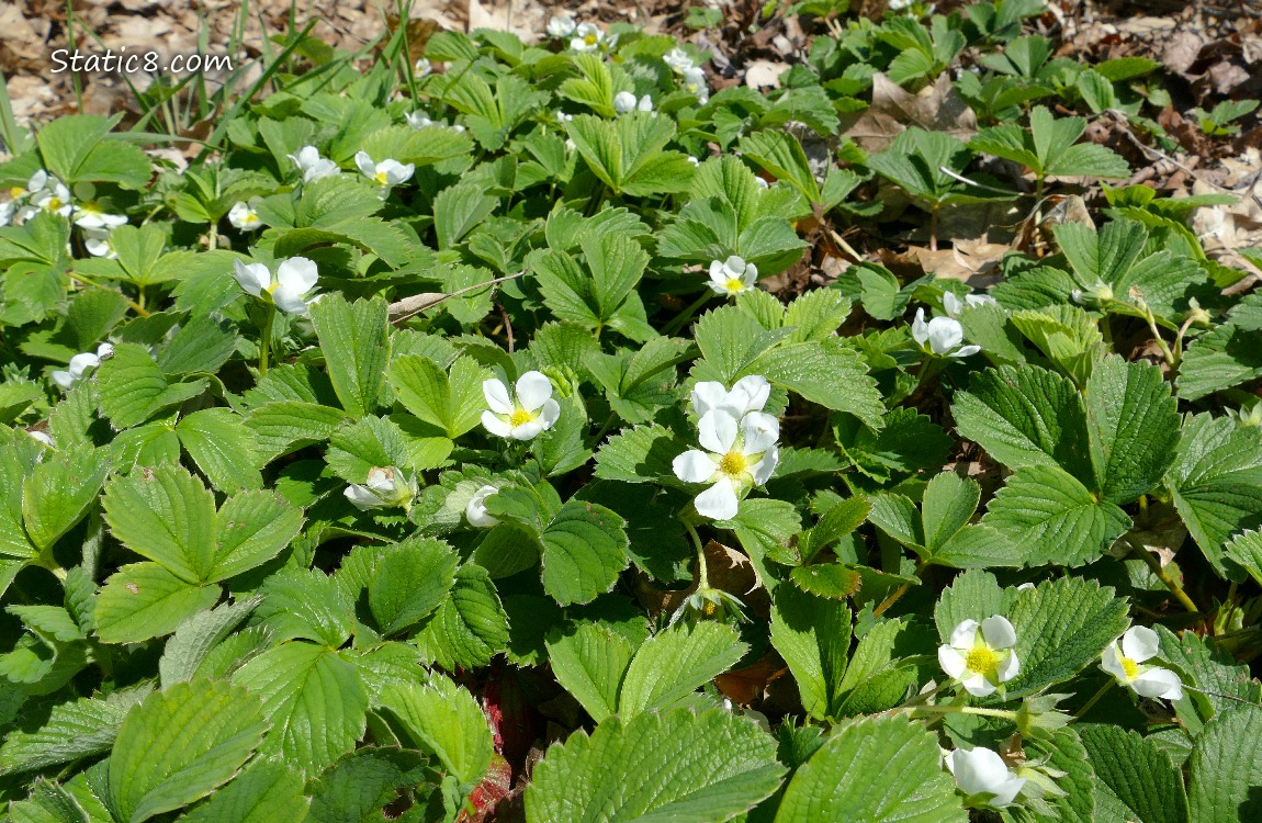 Strawberry patch with green leaves and blossoms