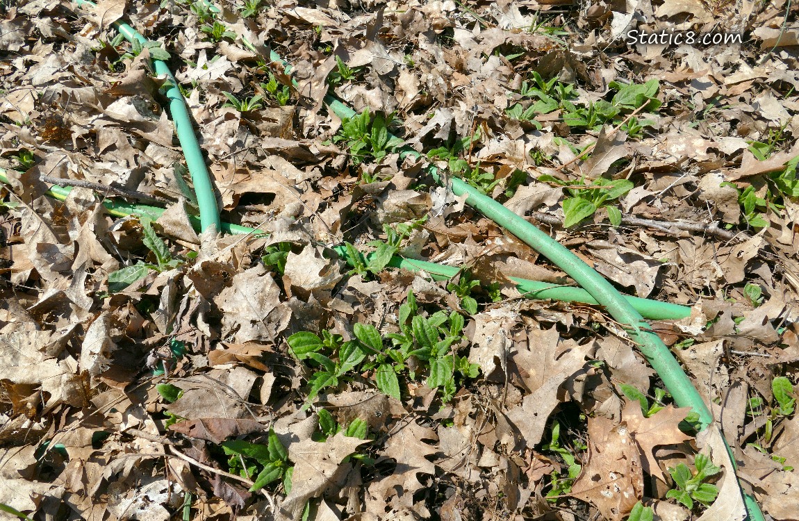 Sunroot plants coming up thru the leaf mulch and a green garden hose