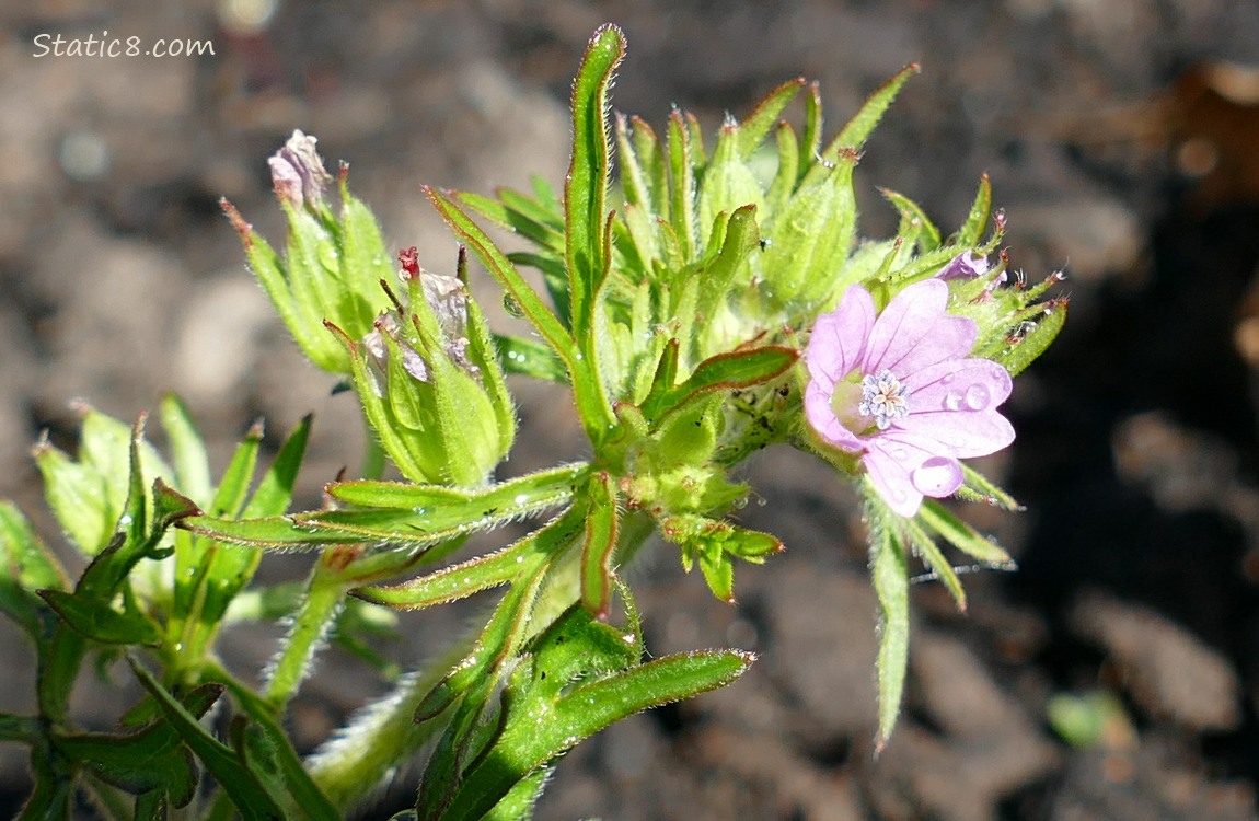 Cut Leaf Geranium bloom