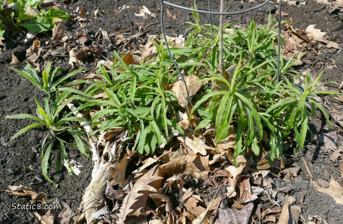 Goldenrod seedlings growing in the dirt