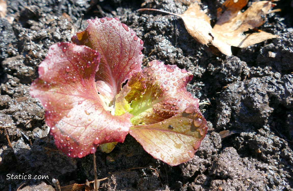Purple Lettuce planted in the dirt