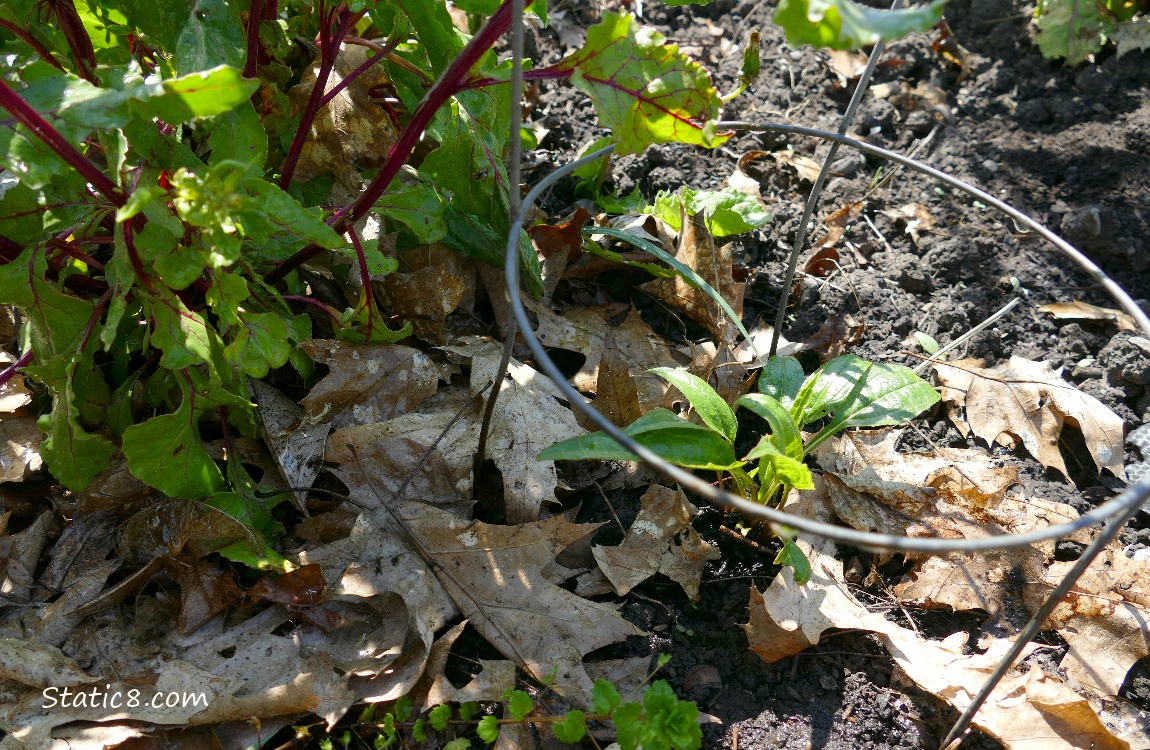 Beet plant and small Echinacea growing in the dirt