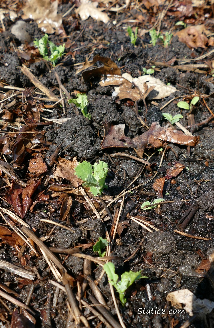 Snap Pea seedlings coming up from the dirt