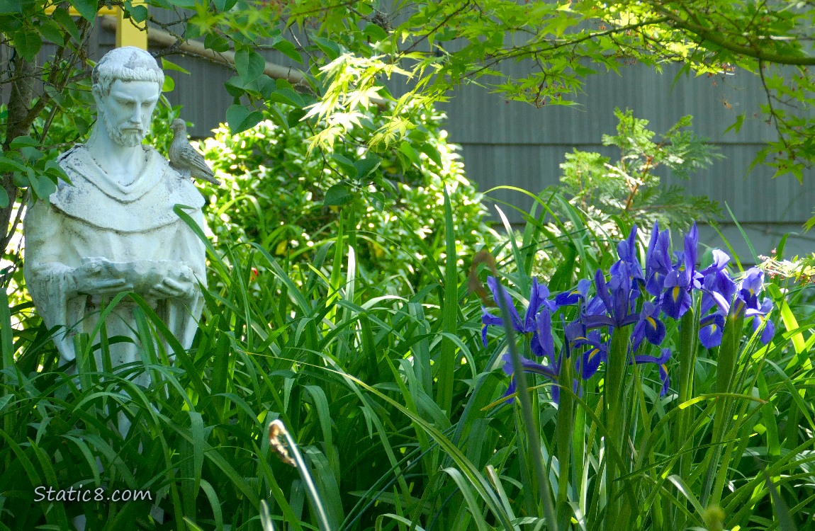 White statue of Saint Francis next to some purple Iris blooms