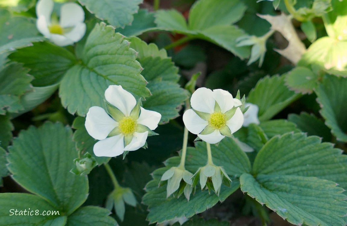 Strawberry blooms surrounded by green leaves