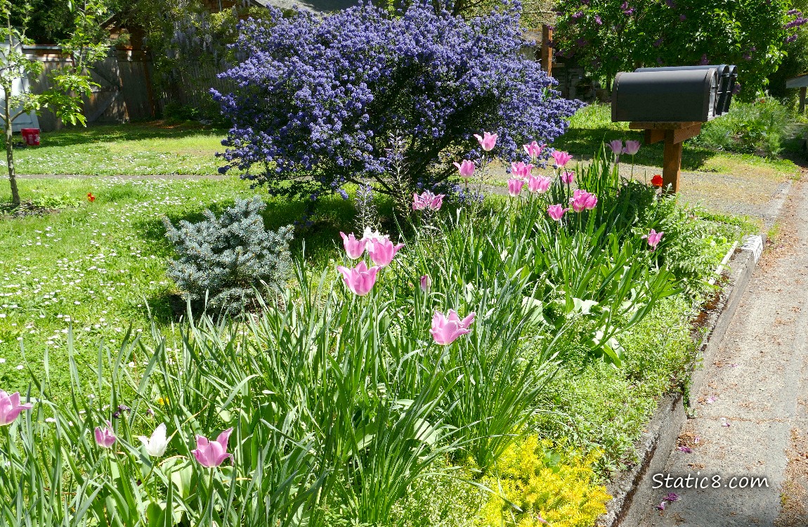 Pink Tulips blooming along a road with a yard and purple bush behind