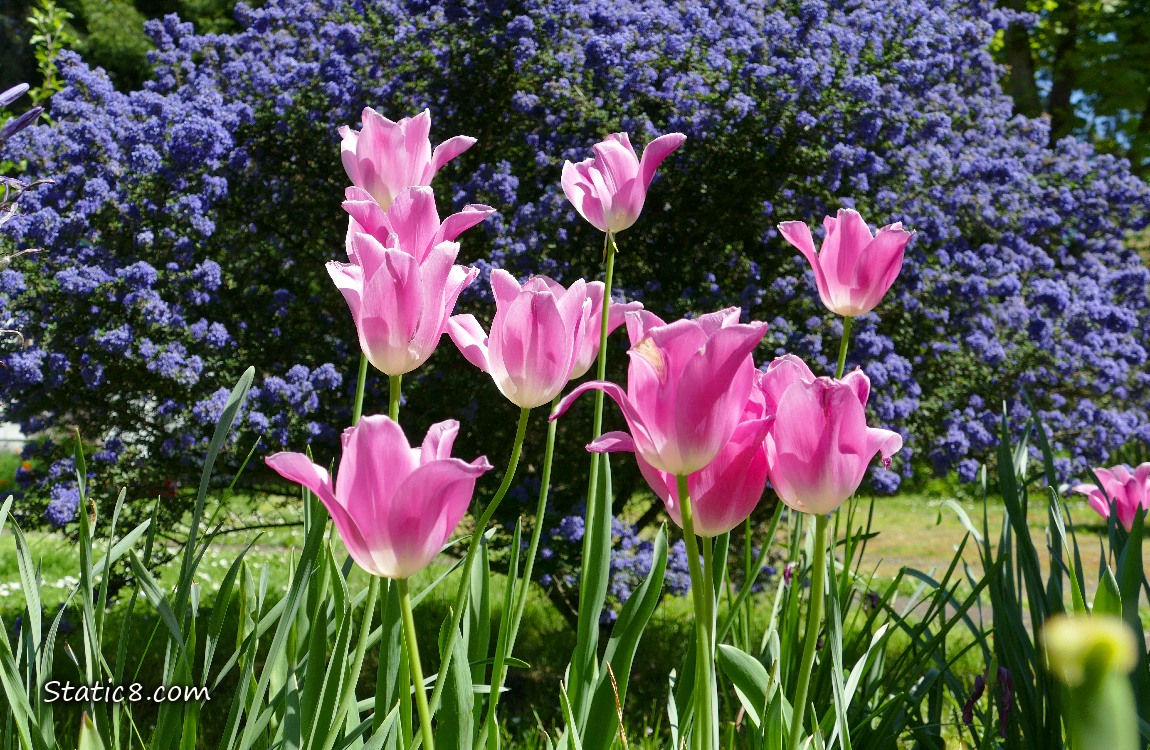 Pink Tulips in front of a purple blooming bush
