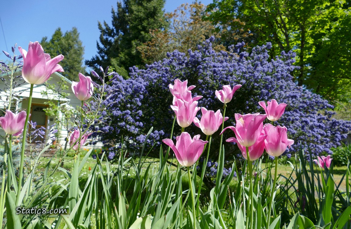 Pink Tulips blooming in a front yard with a purple bush