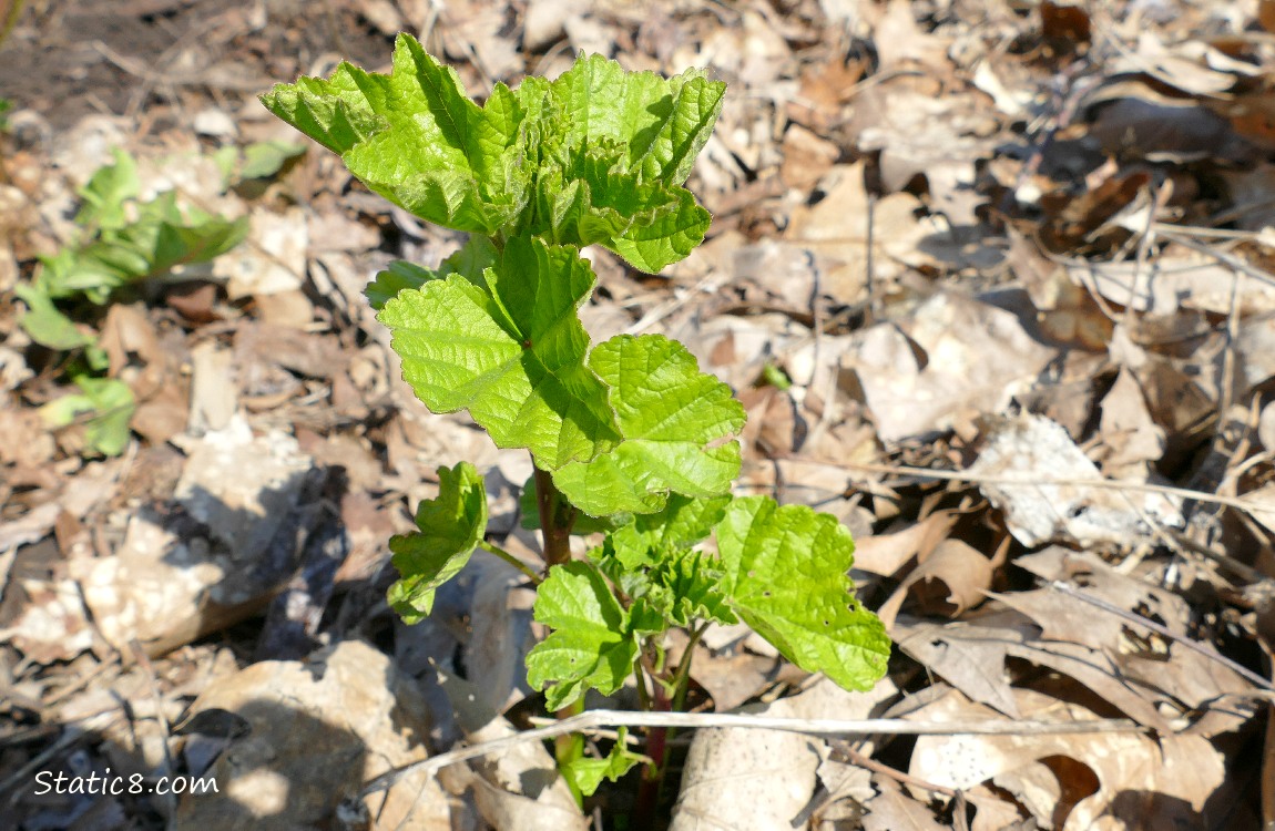 Unknown plant growing in the leaf mulch