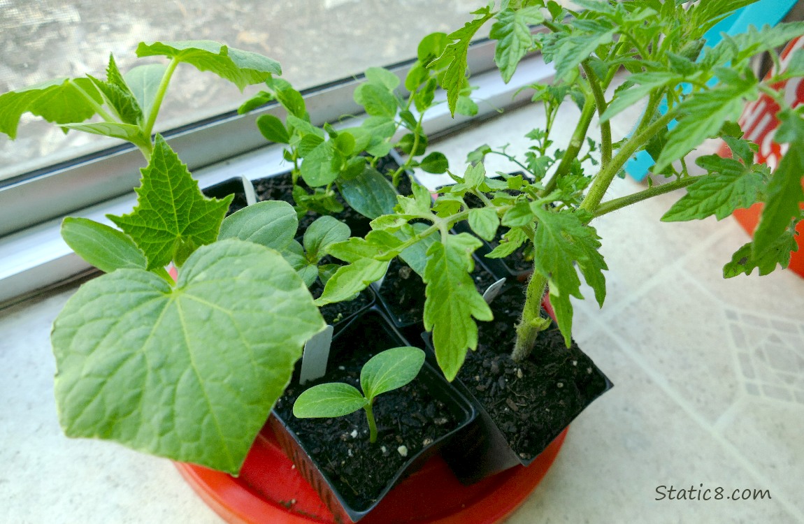 Veggie starts on the floor, next to a sliding glass door