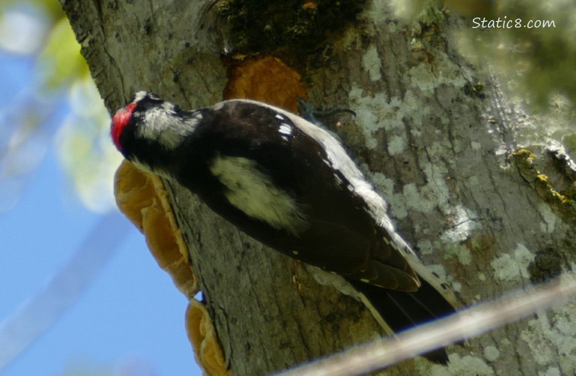 Downy Woodpecker pecking a hole in a tree trunk