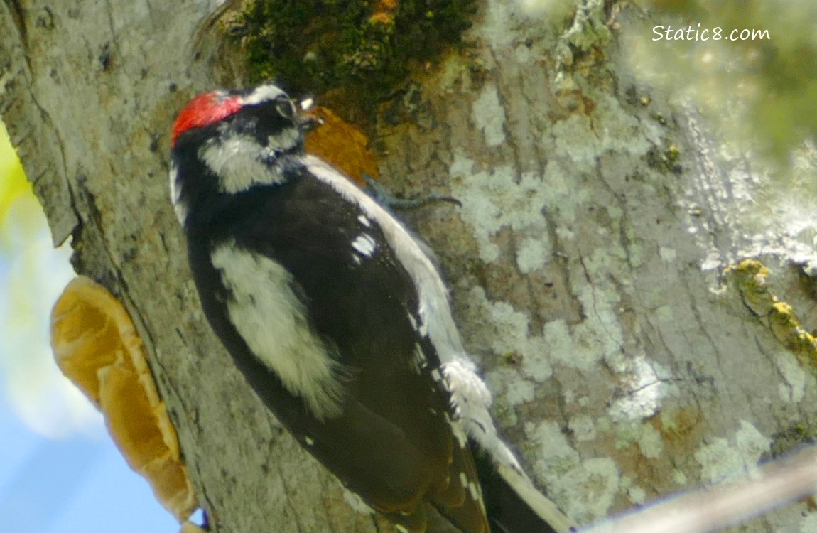 Downy Woodpecker making a hole in a tree trunk