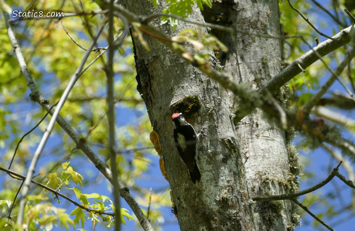 Downy Woodpecker pecking a hole in a tree