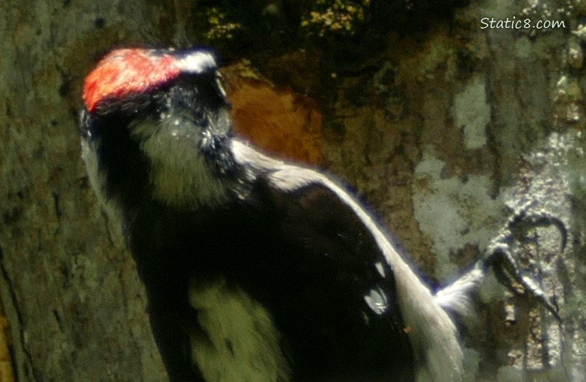Close up, looking past a Downy Woodpecker to the hole he is tapping out in the tree