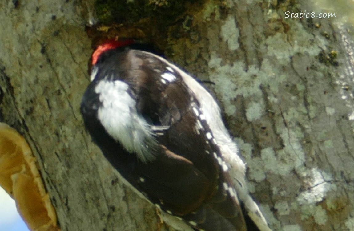 Downy Woodpecker with his head in the hole he is making