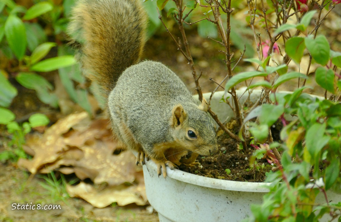 Squirrel standing in a potted Fuchsia plant