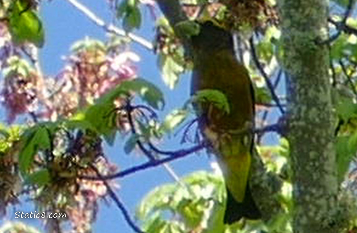 Blurry bird shaded in a tree