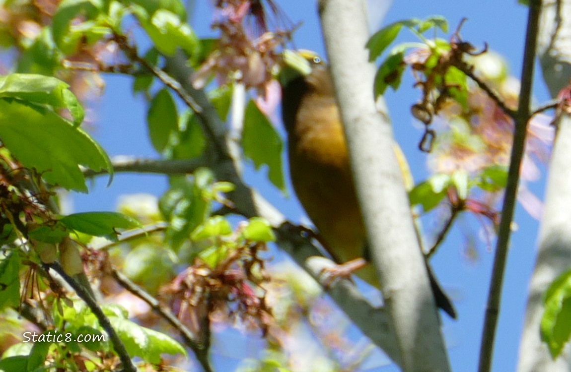Blurry bird shaded in a tree