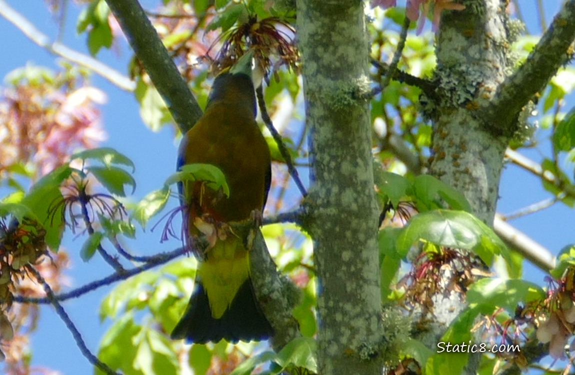 Evening Grosbeak up in a tree