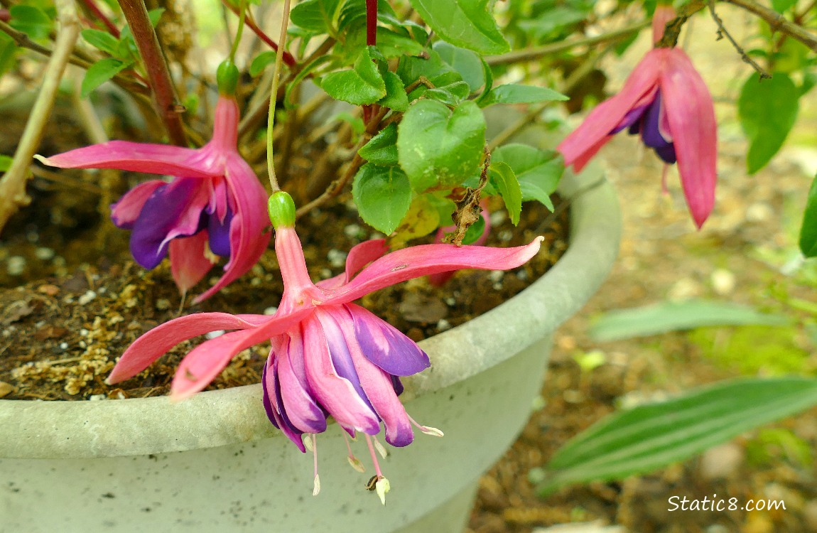 Pink and purple Fuchsia blooms
