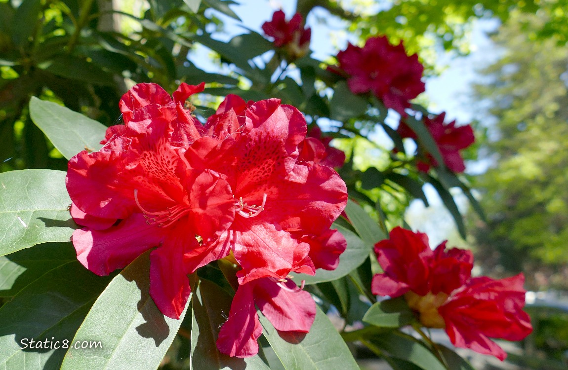 Red Rhododendron blooms