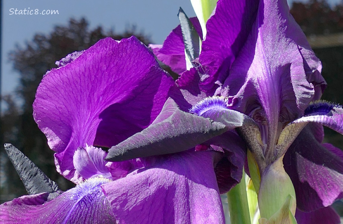 Close up of purple Iris blooms