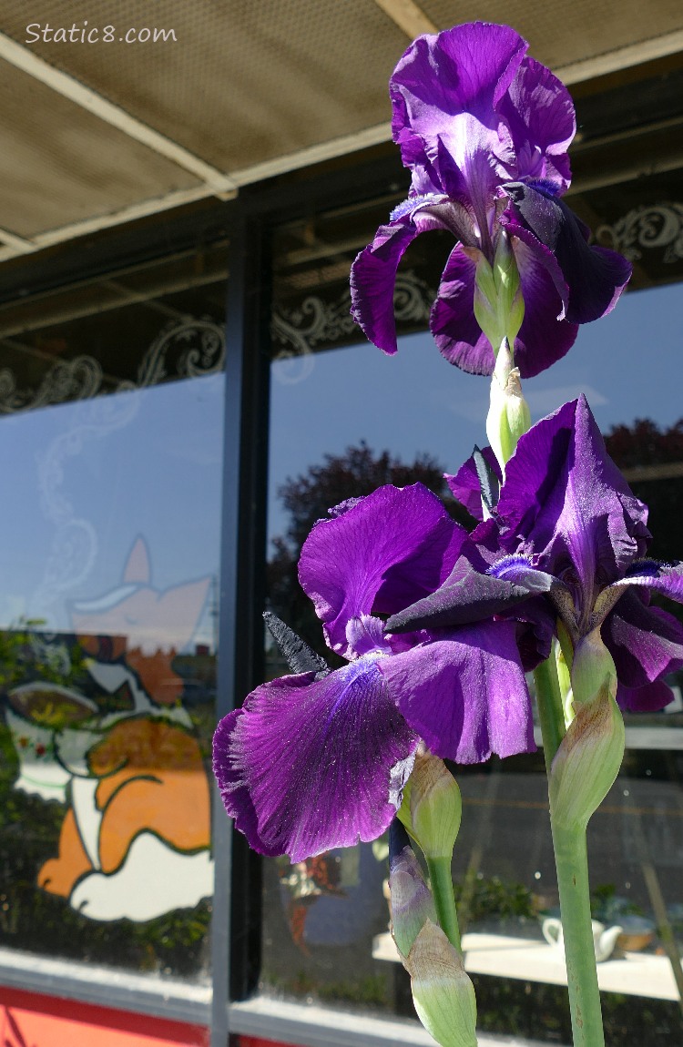 Purple Iris blooms in front of a shop with drawings on the window behind
