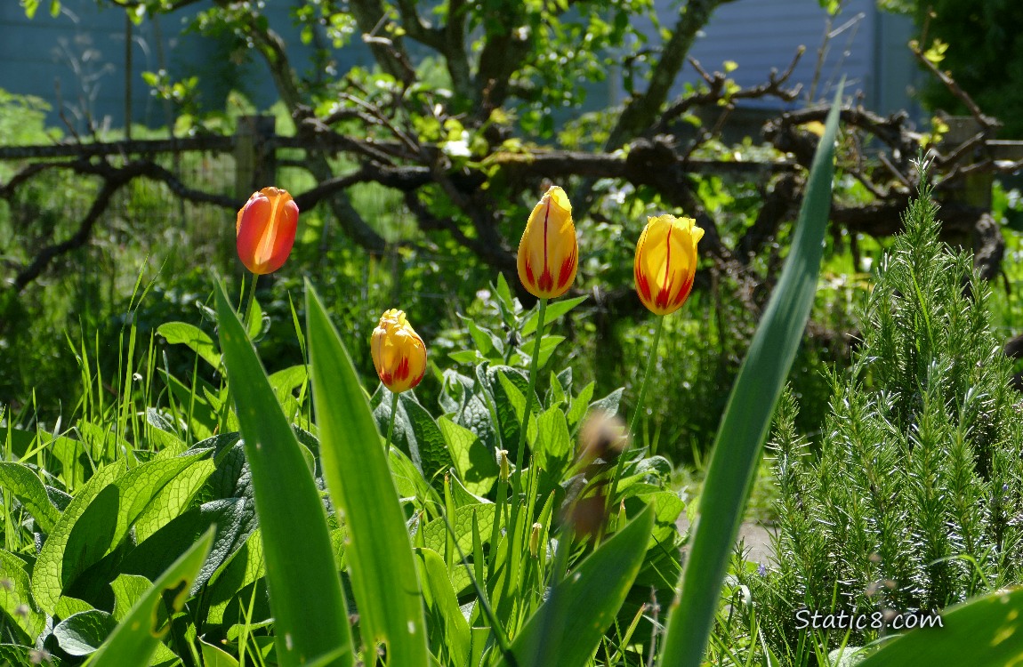 Yellow and red bicolour Tulip blooms in front of mature Grape vines