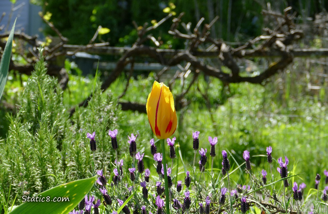 Yellow and red bicolour Tulip bloom in front of Spanish Lavender