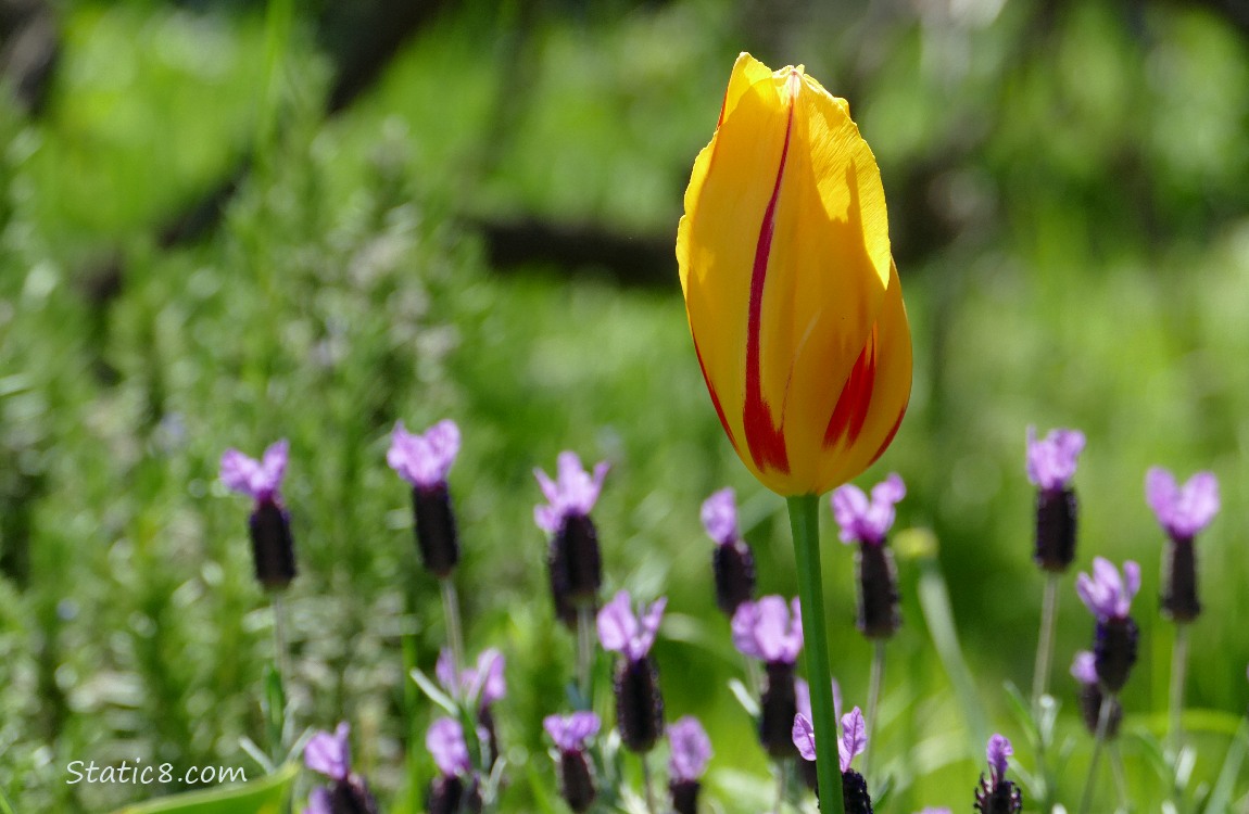 Close up of yellow and red bicolour Tulip bloom in front of Spanish Lavender