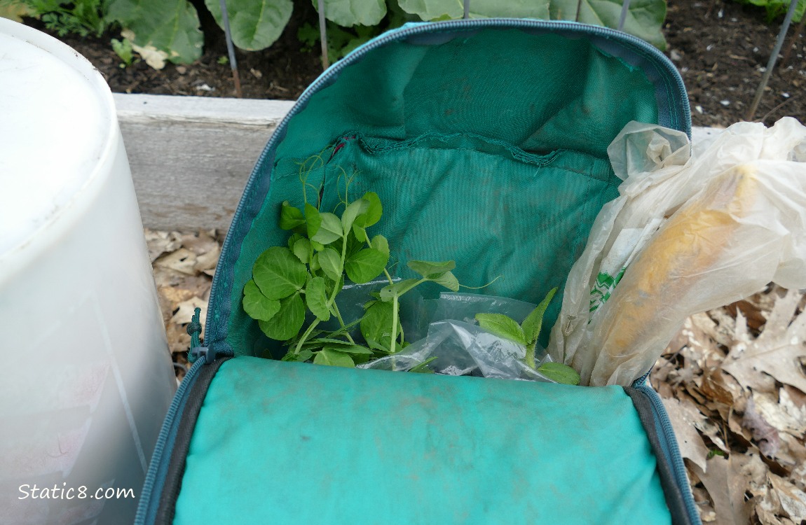Backpack opened to show pea plants inside