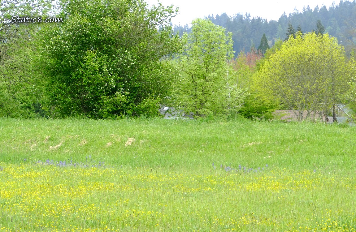 Prairie with trees in the background