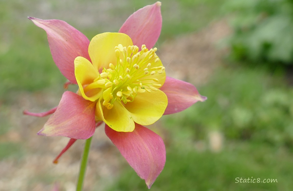 Close up of a bicolour pink and yellow Columbine bloom
